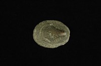 藏品(花青螺)的圖片